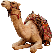 Camel