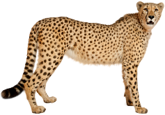 Cheetah