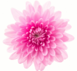 Chrysanthemum