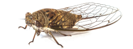 Cicadas