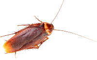Cockroach