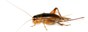 Crickets