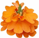Crossandra