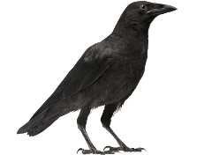 Crow
