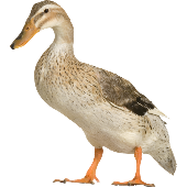 Duck