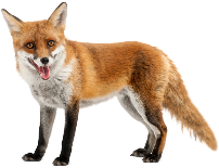 Fox