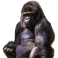 Gorilla
