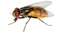 Housefly