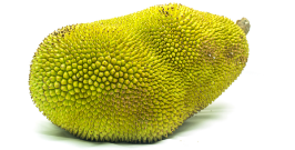 Jackfruit