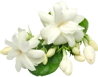 Jasmine