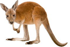 Kangaroo