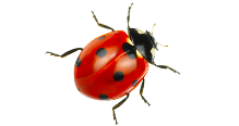 Ladybug