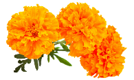 Marigold