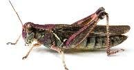 Orthoptera
