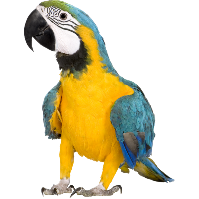 Parrot