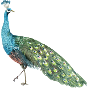 Peacock