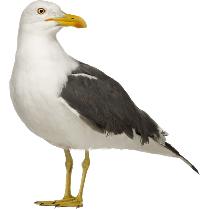 Seagull