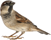 Sparrow