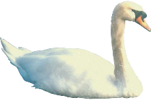 Swan