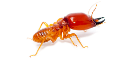 Termite