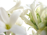 Tuberose