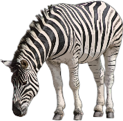 Zebra
